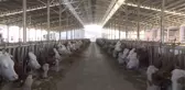 Üretilen sütün 4'te biri hastalıktan ari işletmelerden elde ediliyor