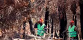 Yanan ormanlık alanlar ağaçlandırma çalışmalarına hazırlanıyor