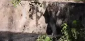 GÜMÜŞHANE - Sulama kanalında mahsur kalan bozayı kurtarıldı