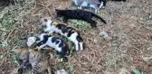 Bodrum'da 2 mahallede 20'den fazla kedi zehirlenerek öldürüldü