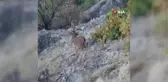 Tunceli'de dağ keçileri böyle görüntülendi