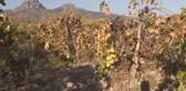 ESKİŞEHİR - Bağından izinsiz yenen üzüm için bırakılan not çiftçiyi duygulandırdı