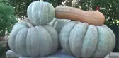 60 kilo ağırlığında bal kabağı yetiştirdi