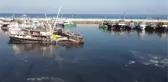 KASTAMONU - Karadeniz'de hamsi bereketi