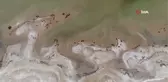 Eğirdir Gölü'nü kurtaracak çalıştayın sonuç bildirgesi yayınlandı: 