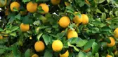 Kilosu 40 kuruşa düşen limon dalında sarardı! Üretici isyanda