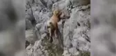 Ayağı kayalıklara sıkışan koyunu avcılar kurtardı