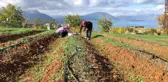 Isparta'da yetişen Safran çiçeğinin kilosu 75 bin liradan satılıyor