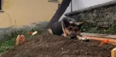 İşte saf sevgi! Köpek, ölen sahibinin mezarının başından 6 gündür ayrılmıyor