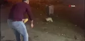 Karslı gençler adını Şükür koydukları tilkiyi elleriyle besliyor
