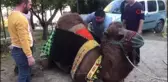 Develer havutlarını kuşandı