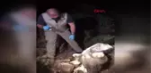 Son dakika... Marmaris'te, ormanlık alanda ölü ayı bulundu