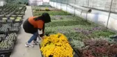 Son Dakika | Eşinden devraldığı sera bahçesi 2 çocuk annesini iş sahibi yaptı