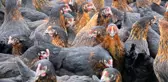 Kadınlar tavuk besleyip yumurta satarak ev ekonomisine katkı sağlayacak- Üretici kadınlara 36 bin 750 tavuk desteği