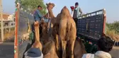 RAJASTHAN - Hindistan'da Pushkar Deve Fuarı