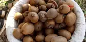 ADANA'DA KİVİ HASADI BAŞLADI