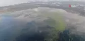 İzmir'i deniz marulu sardı