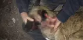BESLEDİKLERİ KÖPEKLERDEN BİRİNİ ÖLÜ, DİĞERİNİ YARALI BULDULAR