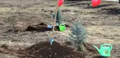 SİVAS'TA 1 MİLYON 905 BİN FİDAN TOPRAKLA BULUŞTU