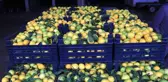 Adana'da limonun kilosu halde 25 kuruşa düştü