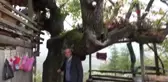 Asırlık meşe palamuduna gözleri gibi bakıyorlar