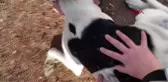 Son dakika haberi: BESLEDİKLERİ KÖPEKLERDEN BİRİNİ ÖLÜ, DİĞERİNİ YARALI BULDULAR