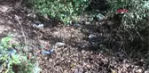 KEMERBURGAZ'DA KORKUNÇ MANZARA; YOL KENARINA KEDİ VE KUŞ ÖLÜSÜ ATILDI