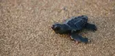MANAVGAT'TA DENİZE ULAŞAN YAVRU CARETTA CARETTA SAYISI 2 KAT ARTTI