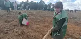 ŞİLE'DE, ESKİ MADEN OCAĞI ALANINDA FİDANLAR DİKİLDİ