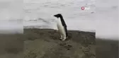 3 bin kilometre yol kat eden penguen Yeni Zelanda kıyılarında bulundu