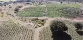 Datça'da güz domatesi hasadı başladı