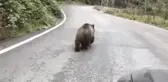 Yavru ayı karayolunda araçlara aldırış etmeden böyle yürüdü