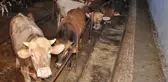Ahırda cesedi bulunan öğretmen, beslediği boğanın boynuz darbesiyle ölmüş