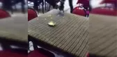 Haylaz karga esnafın neşe kaynağı