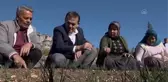 Yenişehir'de safran hasadı
