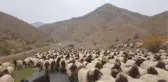 GÖÇERLERİN ZORLU YOLCULUĞU BAŞLADI