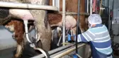 Aydın'da Süt Analiz Laboratuvarı kuruldu