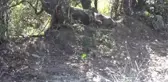 Domuz kapanına yakalanan bozayı ekiplerce kurtarıldı