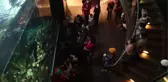 Kanada Vancouver akvaryumunda kış etkinlikleri