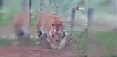 Yol kenarında başıboş gezen Bengal kaplanı görenleri şaşırttı