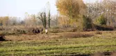Arazi anlaşmazlığı tartışmasında baba-oğul silahla öldürüldü