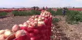 Soğan üreticileri ihracat desteği istiyor (2)