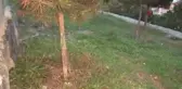 Cami bahçesinde yeni doğmuş bebek cesedi bulundu