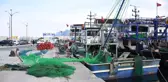 Nesli tehlike altındaki orfoz Karadeniz'de görüldü