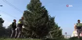 Samsun'u süsleyen ağaçlara kış bakımı