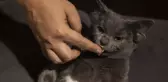 Dört kulaklı kedi 