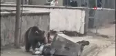 Aç kalan yavru ayı ilçe merkezine indi