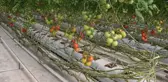 Bozkırın ortasında jeotermal enerji ile 4 mevsim domates yetiştiriliyor