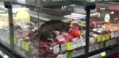CarrefourSA'da şok eden görüntü: Reyona giren kedi kavurmayı yedi