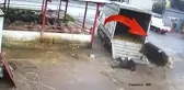 Fırçayı görünce zıvanadan çıkan 1 tonluk dana, sahibinin üzerine atladı